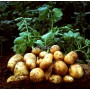 Маска для лица с экстрактом  картофеля  / Anskin  Secriss Pure Nature Mask Pack-Potato 25ml